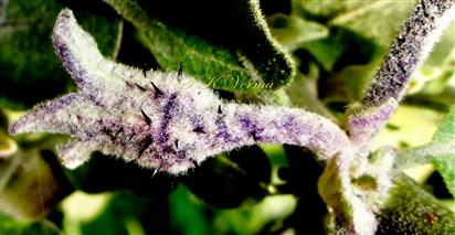  Calyx with prickles